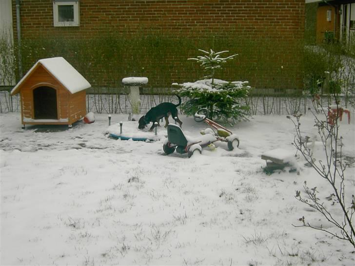 Blanding af racer King - King i nyfalden sne billede 14