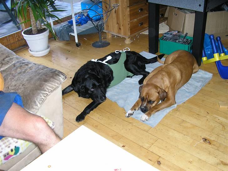 Labrador retriever Dina - Dina fik i sommeren 2006 fjernet sin livmoder, da hun fik akut livmoderbetændelse. Her er hun lige kommet hjem fra dyrelægen. billede 7