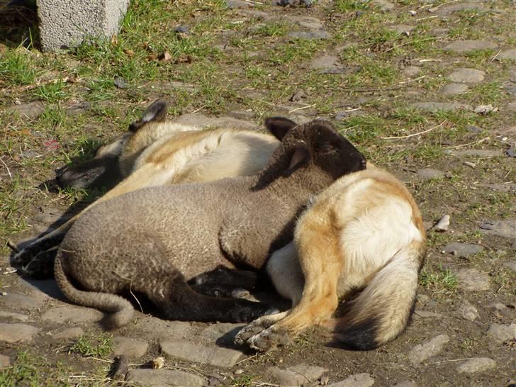 Blanding af racer Molly R.I.P<3 - Molly ligger sammen med Lukas da han var lam<3 billede 19