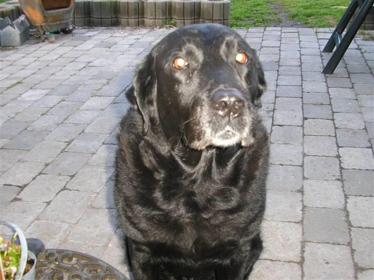 Labrador retriever Dina - Hejsa... billede 8