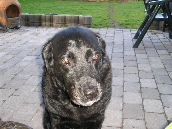 Labrador retriever Dina - Er du ikke snart færdig mor... billede 9