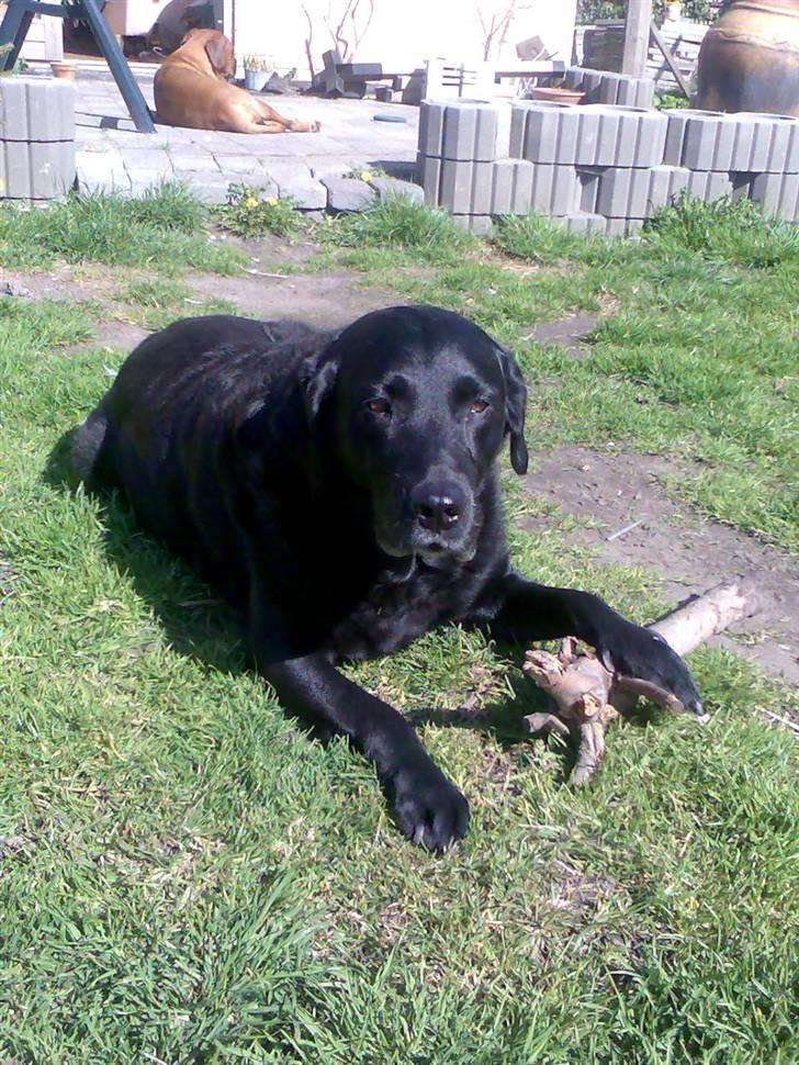 Labrador retriever Dina billede 10