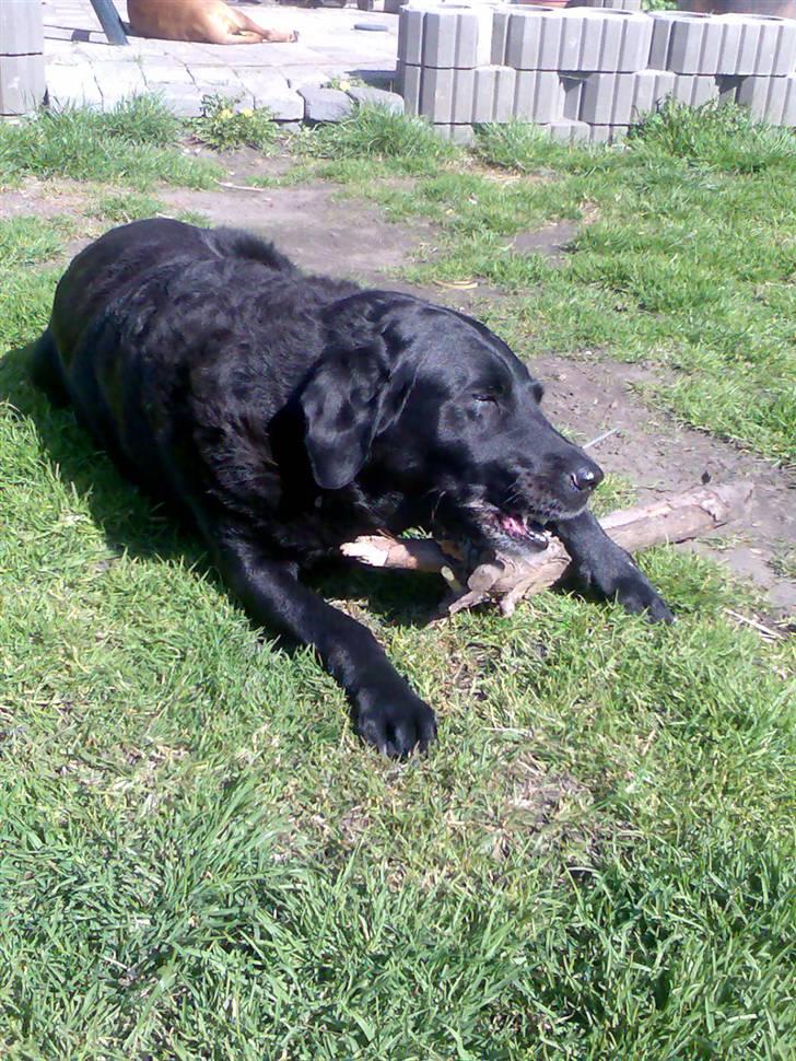 Labrador retriever Dina billede 11