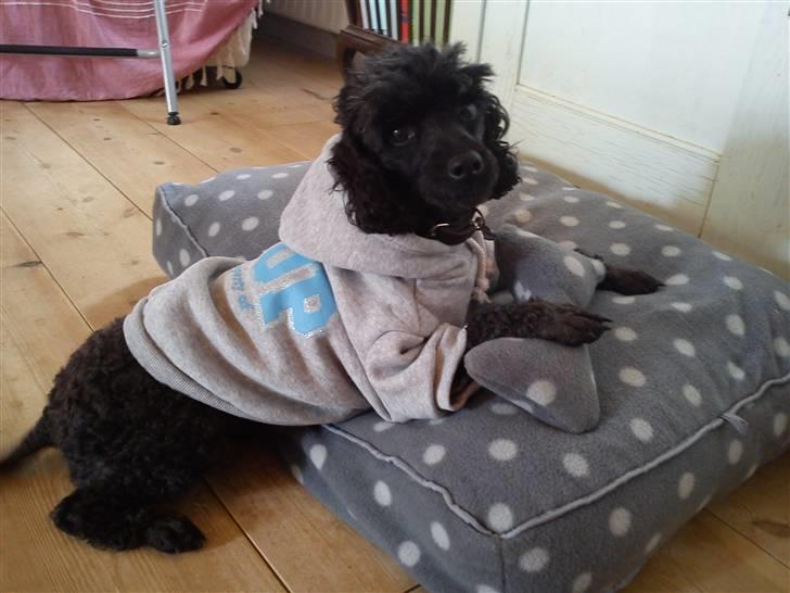 Dværgpuddel Max - Max er Gangsta! :) Foto: Lærke Akita Dalmose. billede 13