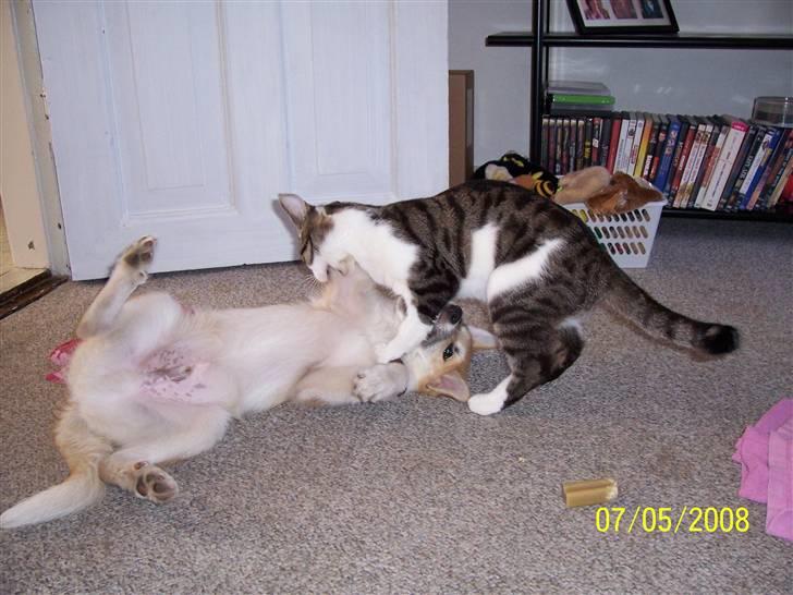 Islandsk fårehund Aiko - Slåskamp:) billede 8