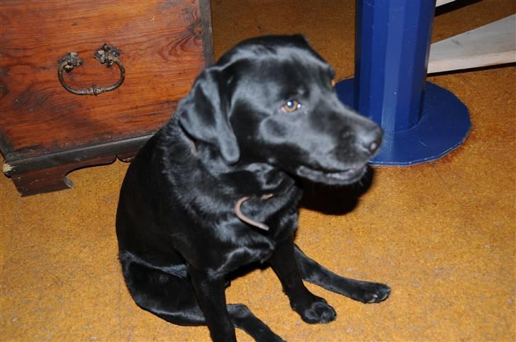 Labrador retriever Kito billede 2