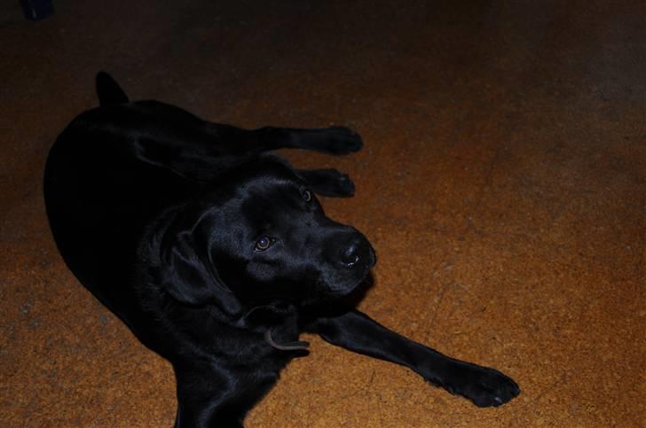 Labrador retriever Kito billede 3