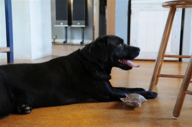 Labrador retriever Kito billede 4