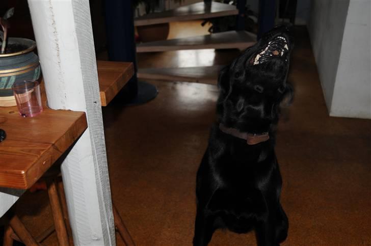 Labrador retriever Kito - det må ikke være sjovt at være pille der.... :o) billede 5