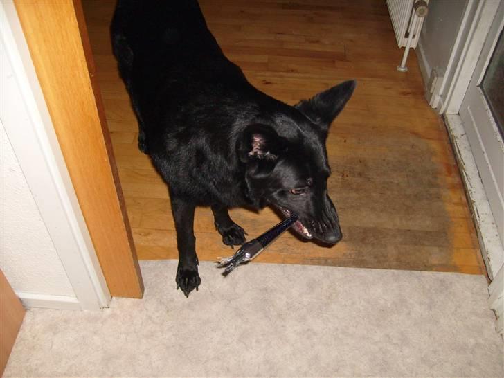 Schæferhund Codie R.I.P. - nytårs aften.. jeg skal da osse hygge mig sammen med de andre billede 2