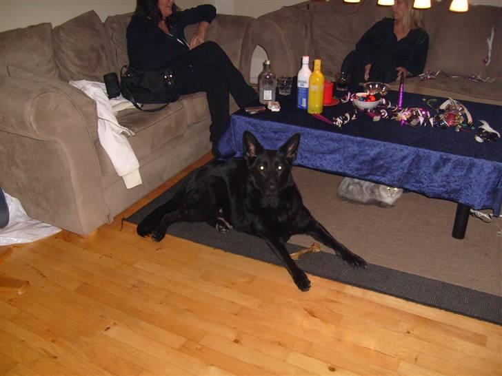 Schæferhund Codie R.I.P. - så er aftensmaden overstået, så er det tid til at slappe af. billede 3