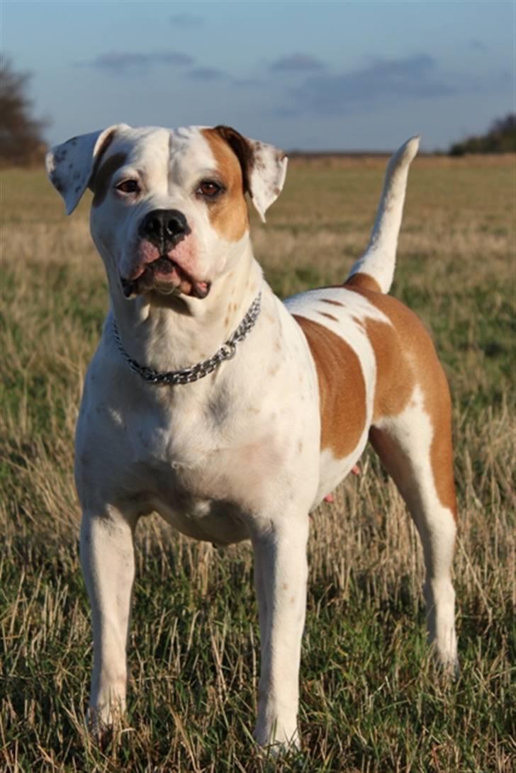 Amerikansk bulldog God Blesed Aschera R.I.P. 21/2 2011 - Er hun ikke bare smuk??? billede 9