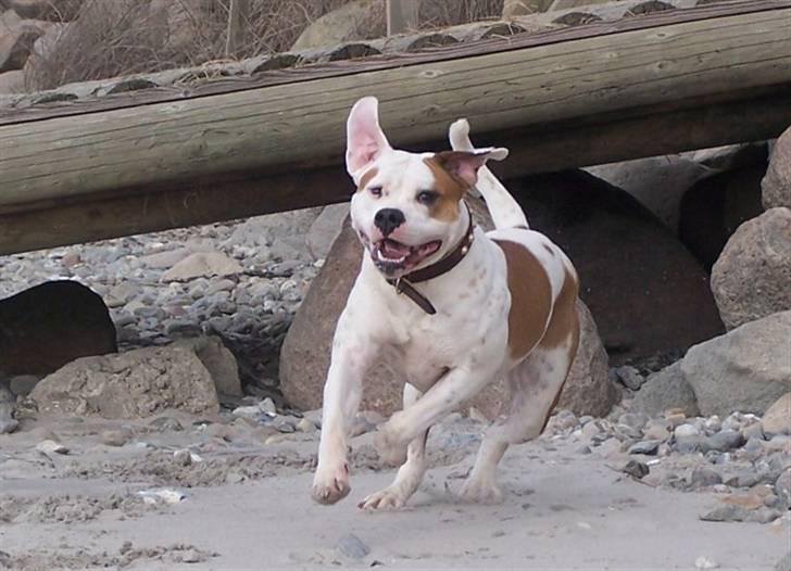 Amerikansk bulldog God Blesed Aschera R.I.P. 21/2 2011 - Aschera 1½ år gammel billede 10