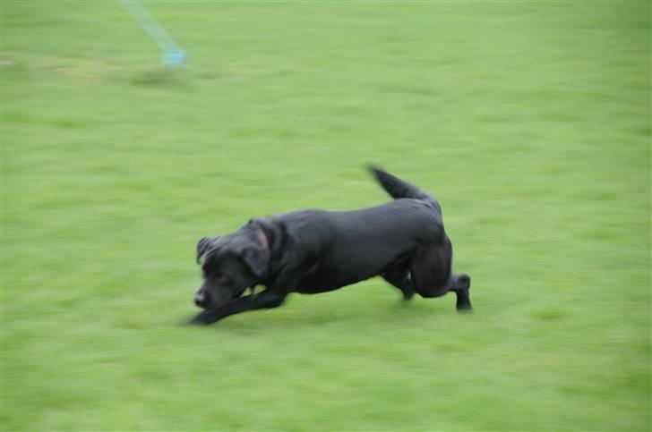 Labrador retriever Kito billede 7