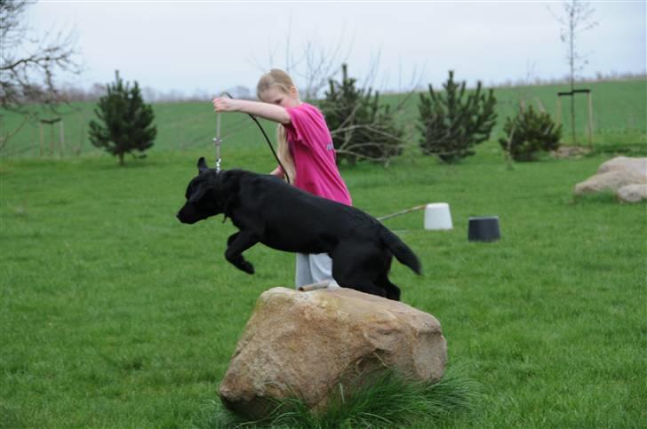 Labrador retriever Kito billede 8