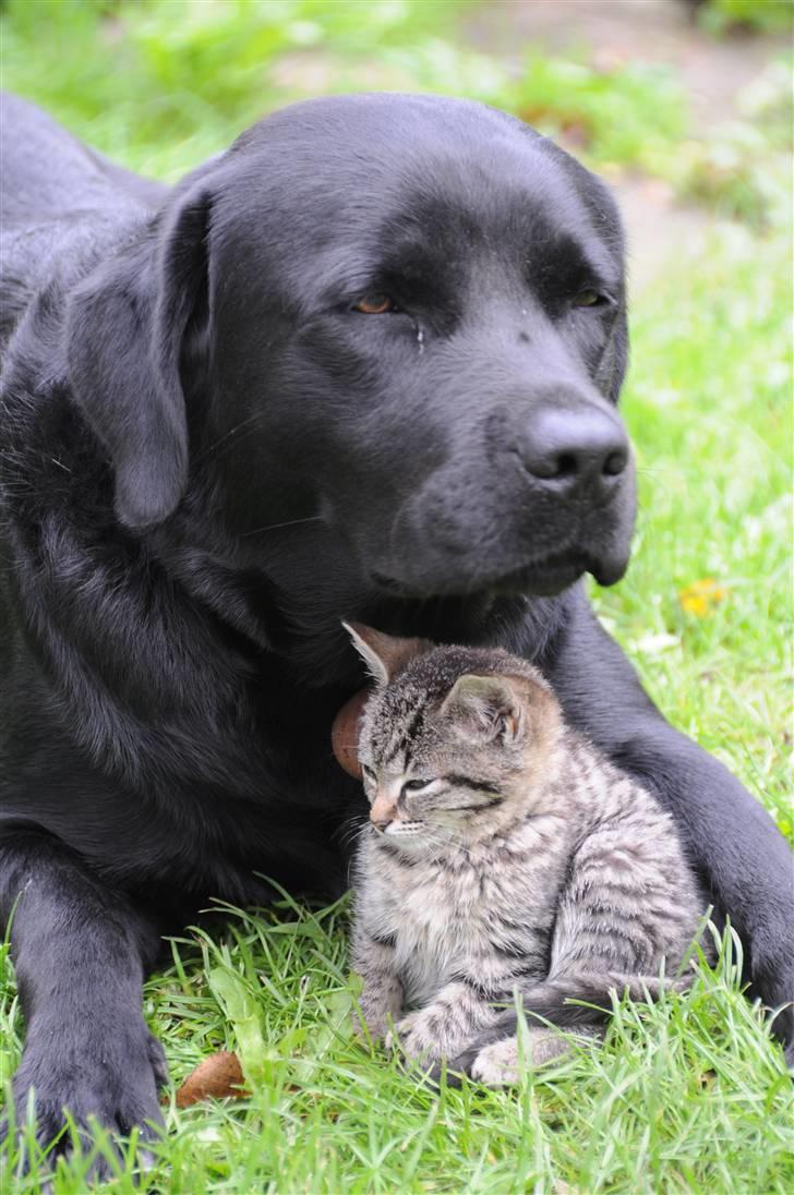 Labrador retriever Kito - Selvom at katte og hunde, ikke altid er bedste venner.. Men der er nu altsår mange hunde der elsker katte,, og det er da teng på at kito gør...<33 billede 9