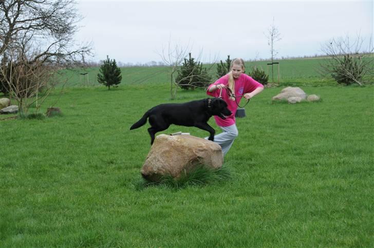 Labrador retriever Kito billede 10