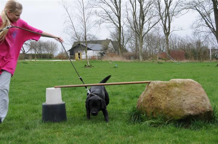 Labrador retriever Kito billede 11