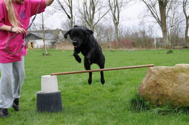 Labrador retriever Kito billede 12