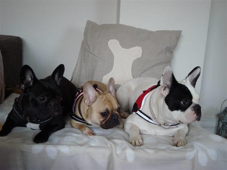 Fransk bulldog Emma R.I.P billede 6