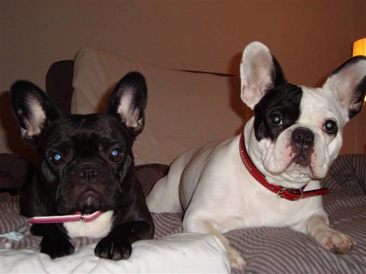 Fransk bulldog Emma R.I.P billede 7