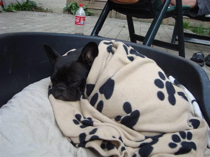 Fransk bulldog Emma R.I.P billede 8