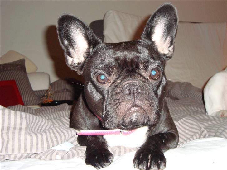 Fransk bulldog Emma R.I.P billede 9