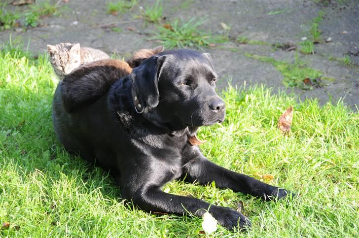 Labrador retriever Kito - Kito LOVES KATTE<33 billede 13