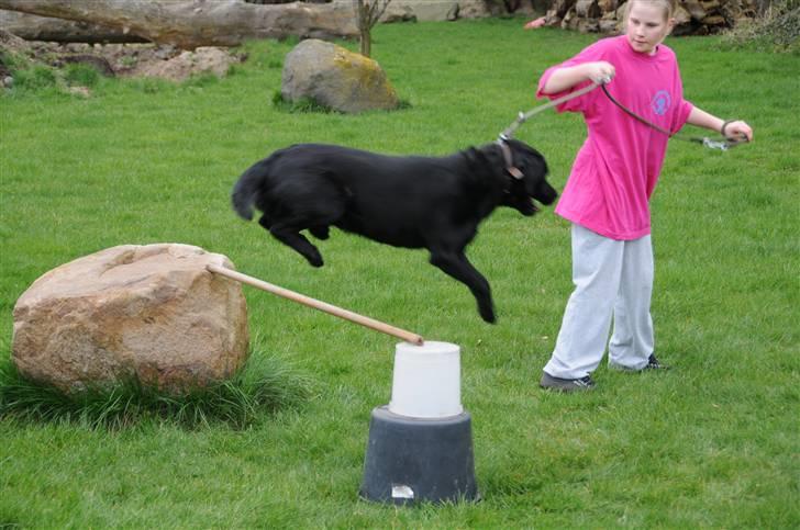 Labrador retriever Kito billede 14