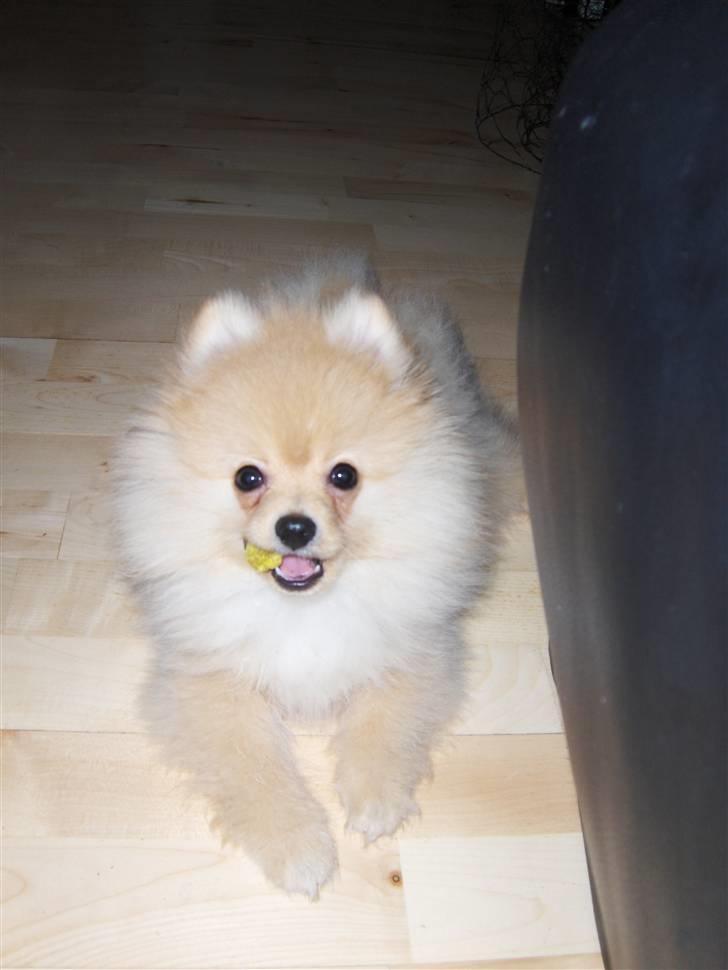 Pomeranian Svendsen - 3 mdr billede 4