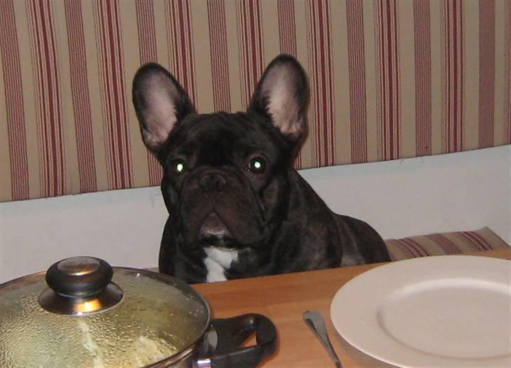 Fransk bulldog Anton - Bor hos far nu billede 8