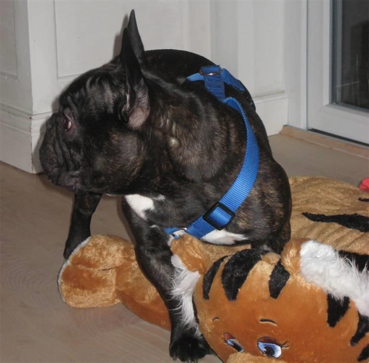 Fransk bulldog Anton - Bor hos far nu billede 9