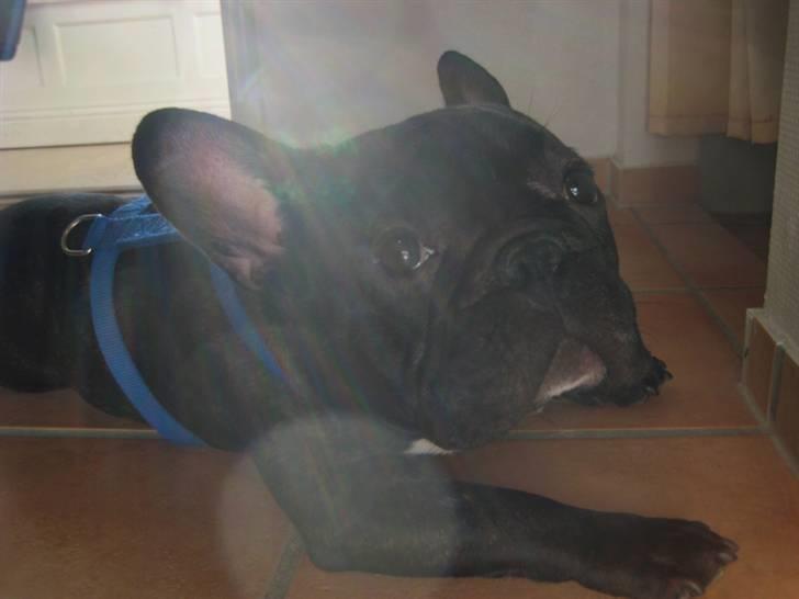 Fransk bulldog Anton - Bor hos far nu billede 10