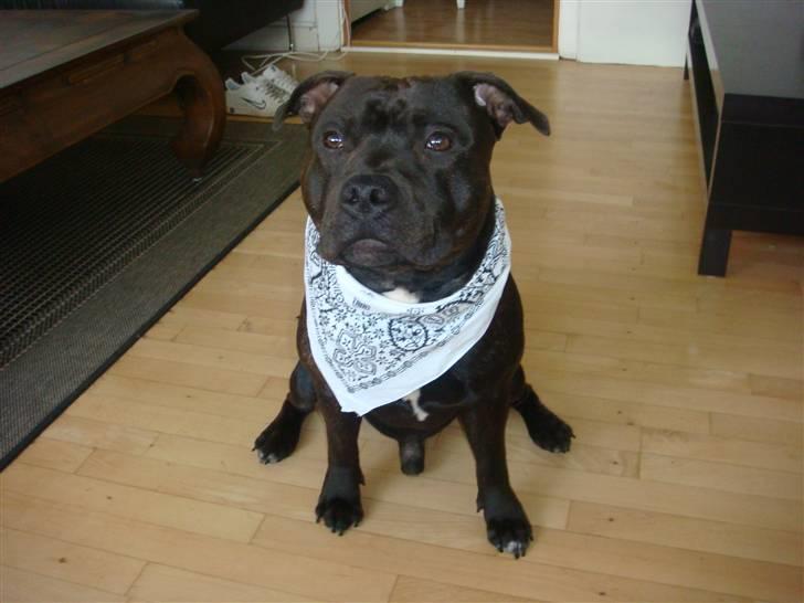 Staffordshire bull terrier Staff Royal Kejser R.I.P - Hvor lækker er jeg lige?? billede 1