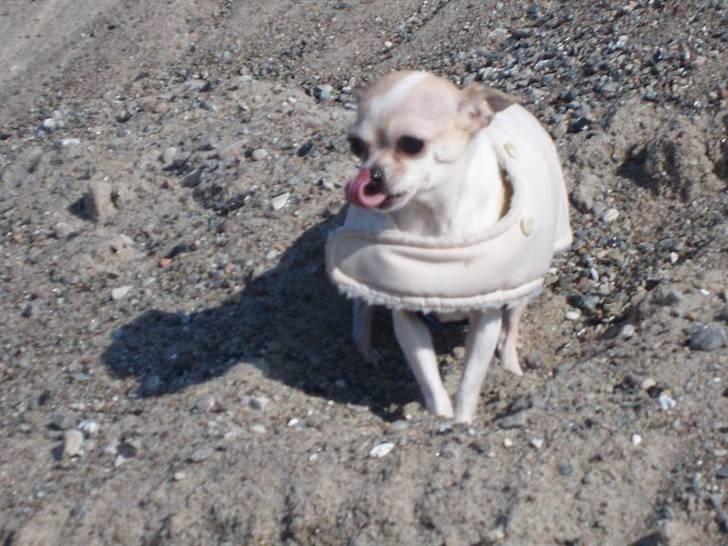 Chihuahua ¨˜”°º•Gucci•º°”˜¨ - Uhha , Jeg elsker bare at være med min mor på stranden ;) .  billede 13