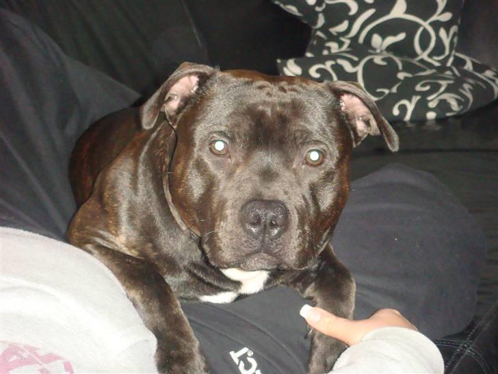 Staffordshire bull terrier Staff Royal Kejser R.I.P - Gå nu væk..! mig og mor prøver altså at slappe af.. billede 2