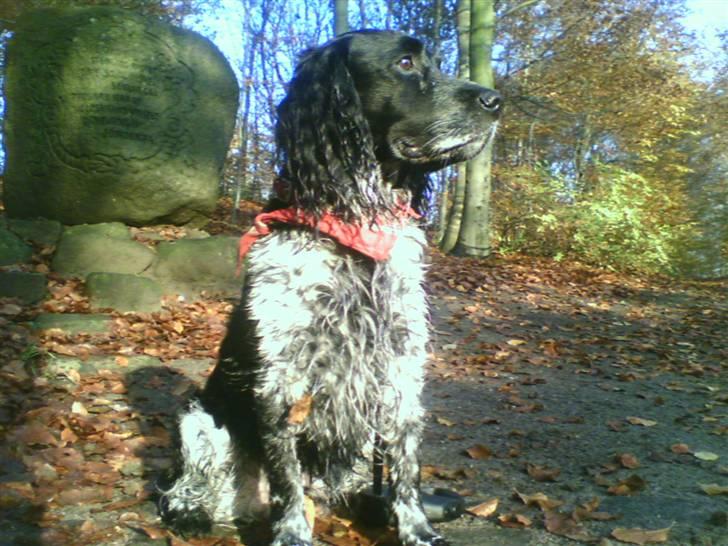 Cocker spaniel Mik HIMMELHUND billede 4