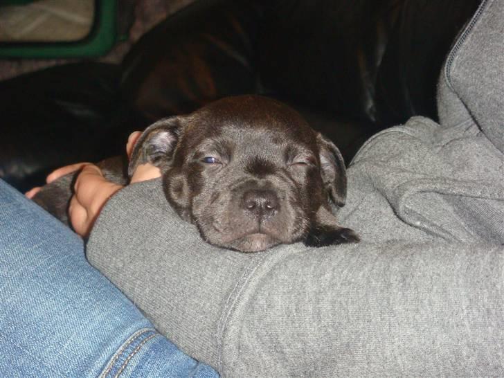 Staffordshire bull terrier Staff Royal Kejser R.I.P - Kejser 6 uger billede 3