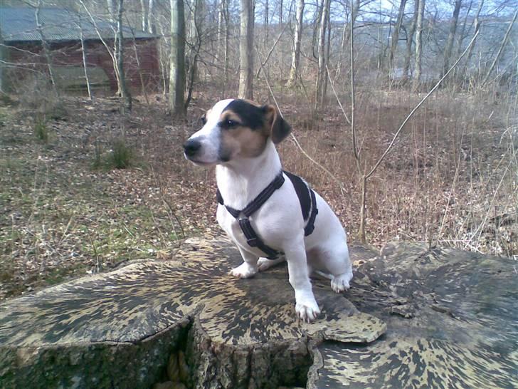 Jack russell terrier Johnson billede 12