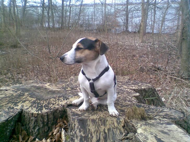 Jack russell terrier Johnson billede 13