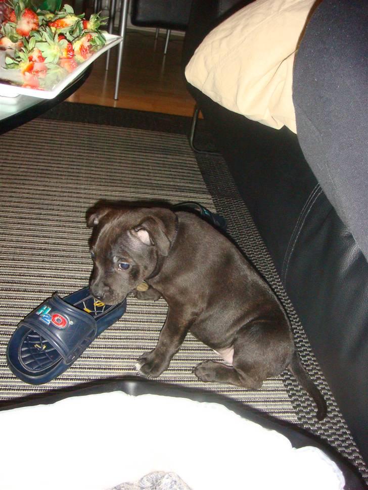 Staffordshire bull terrier Staff Royal Kejser R.I.P billede 4