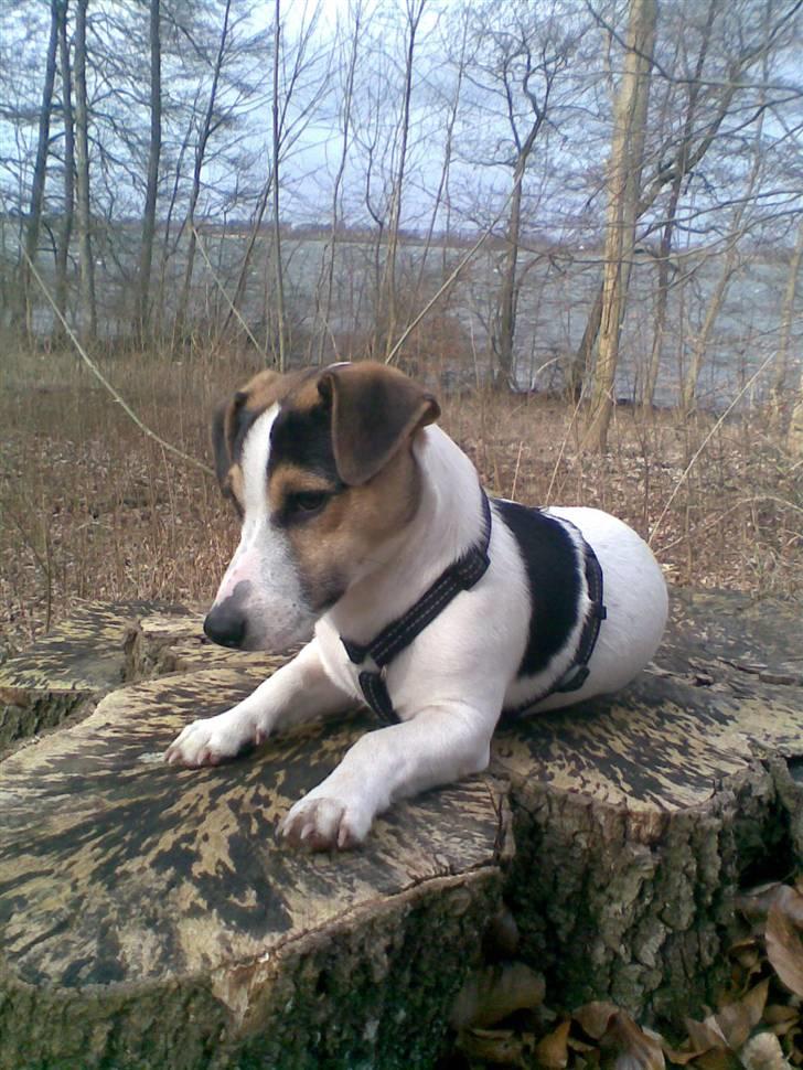 Jack russell terrier Johnson billede 14