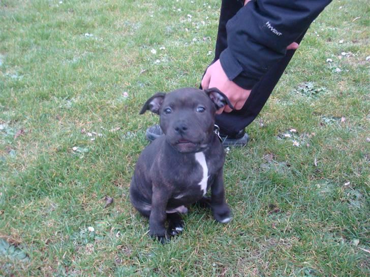 Staffordshire bull terrier Staff Royal Kejser R.I.P - Kejser 8 uger billede 5