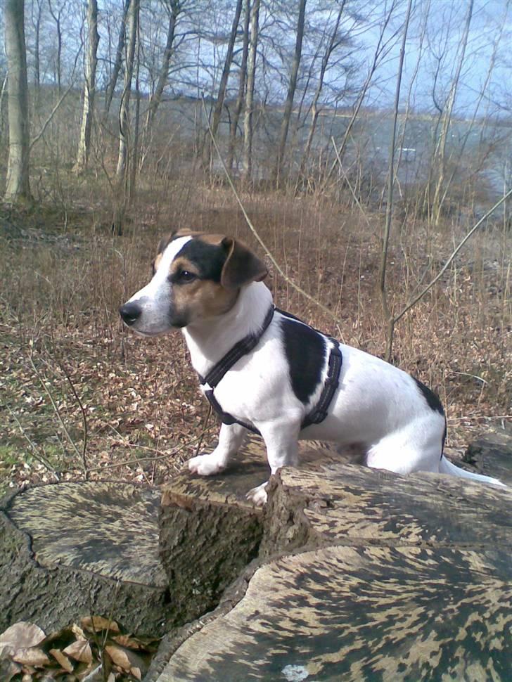 Jack russell terrier Johnson billede 15
