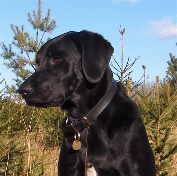 Blanding af racer Samson - Hej, det er mig der hedder Samson. billede 1