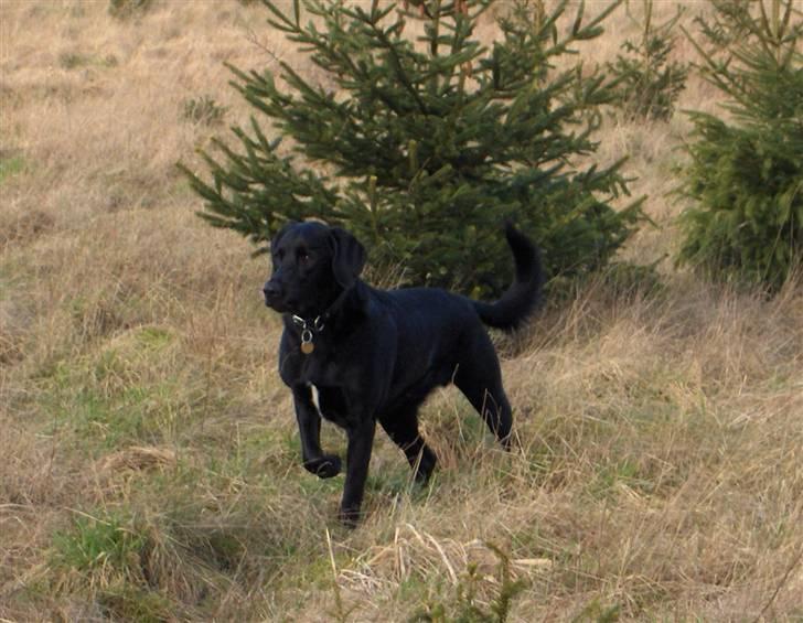 Blanding af racer Samson - Er der noget jeg skal løbe efter. billede 2