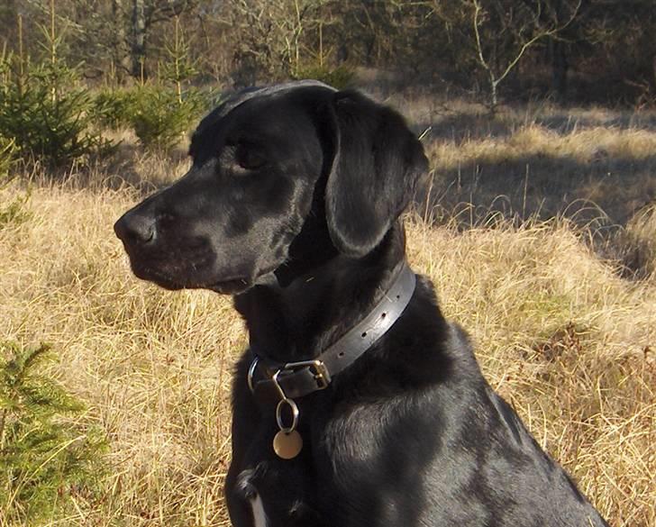 Blanding af racer Samson - Man skal også sidde og nyde det gode vejr. billede 3