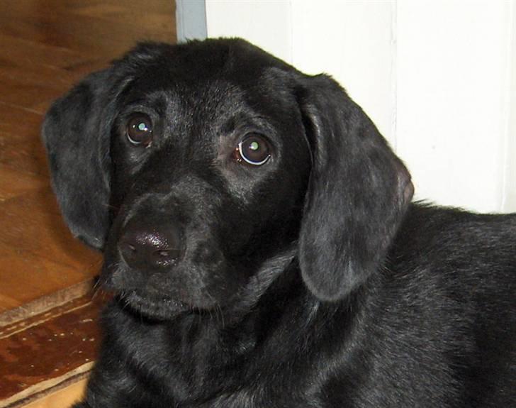 Blanding af racer Samson - Min mor fangede ræve og fik skab. Det fik jeg også, men nu er jeg kureret. billede 4