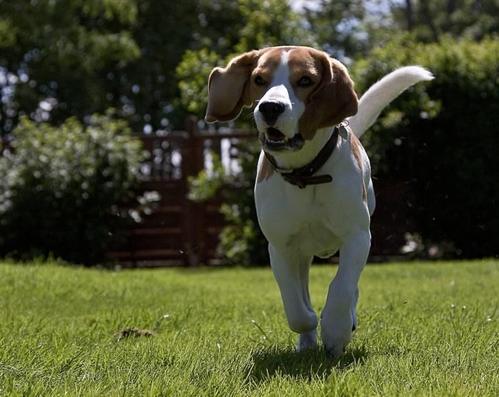 Beagle Mads / Fairytosh Mc. Cafferty - Jubiii ! :D (sommeren 2010) - Fotograf Jens Hald billede 15