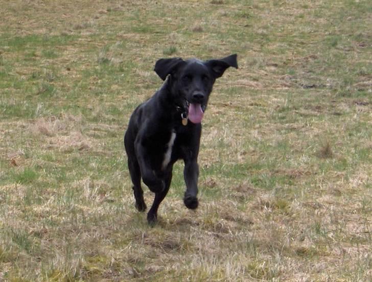 Blanding af racer Samson - Skal vi lege? Godt så kommer jeg. billede 5